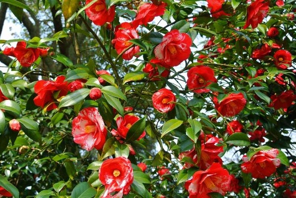 【博多発】 【よかバス助成金適用】久留米・朝倉 食と花とみずの物語&庭師ガイド付き庭園めぐりモニターツアー 日帰り2